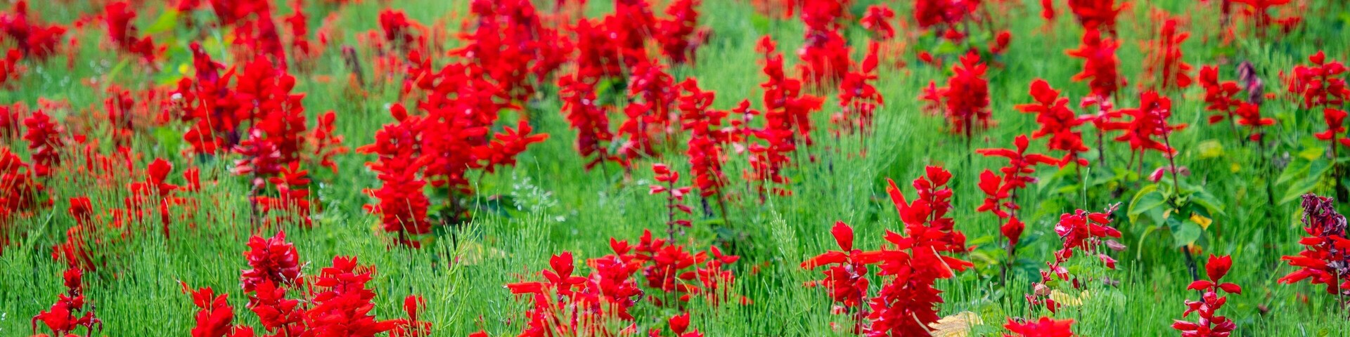 Hokuseinookatenbo Park featuring wildflowers and a garden