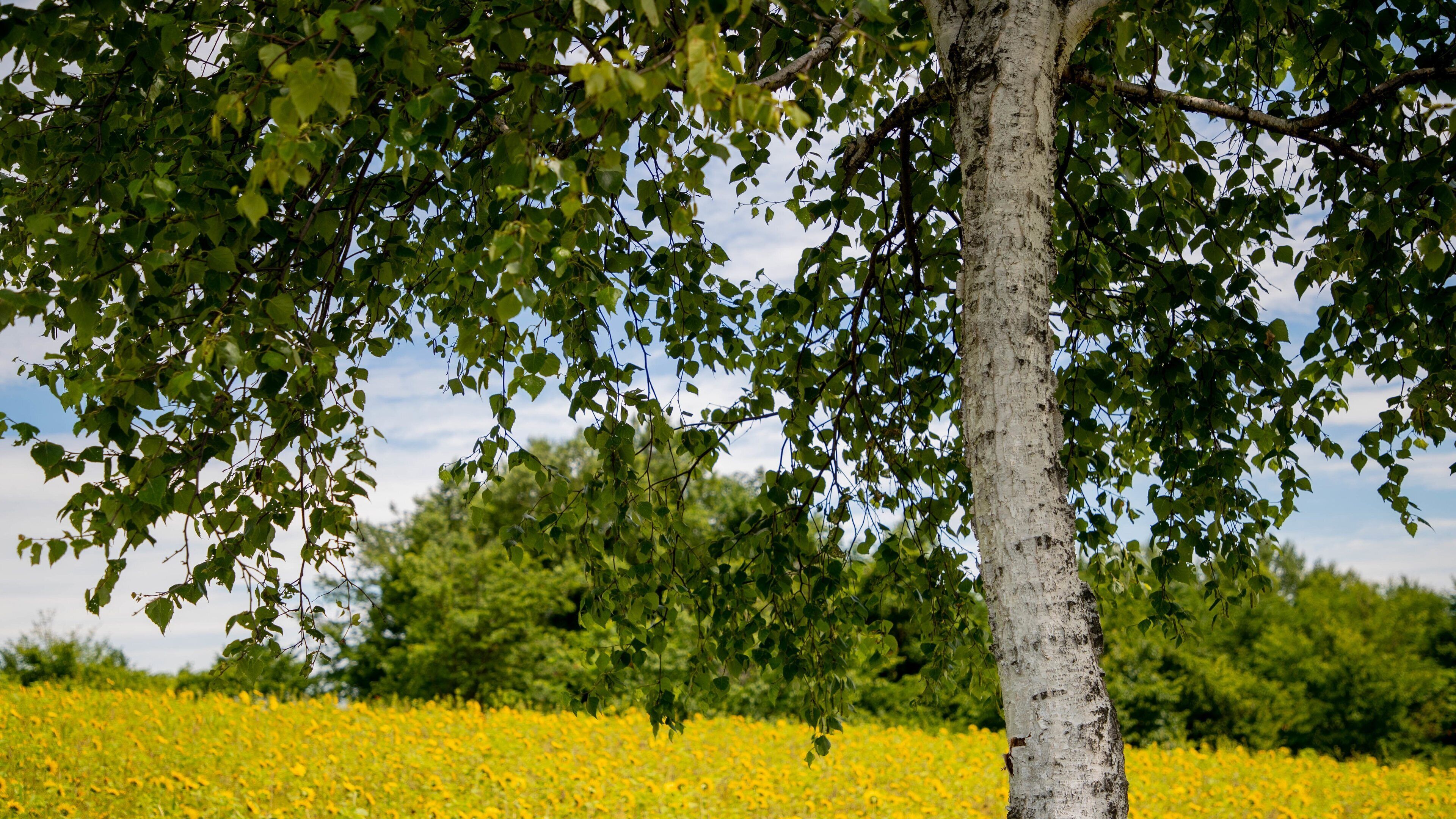 Hokuseinookatenbo Park