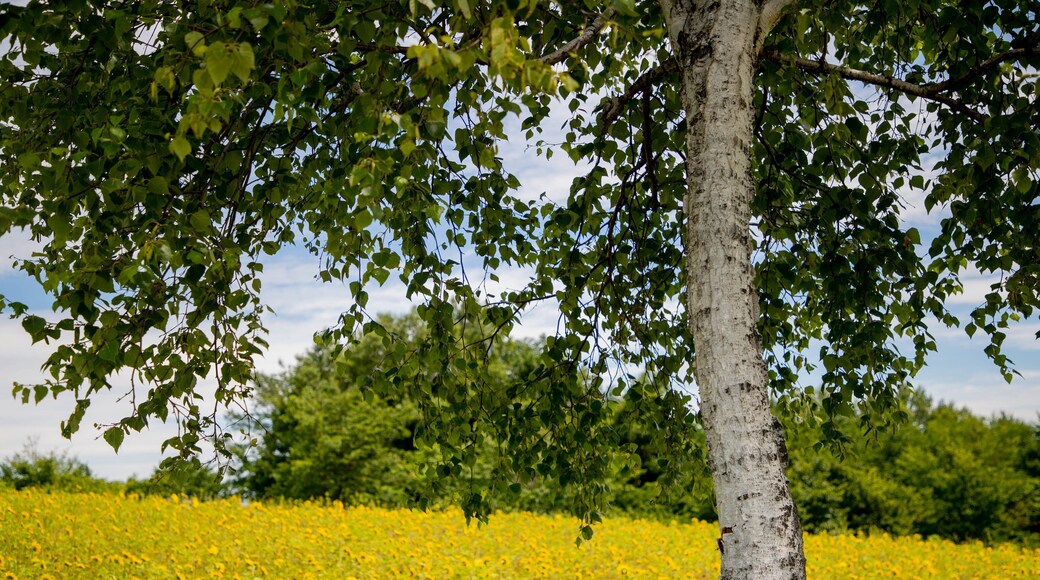 Hokuseinookatenbo Park