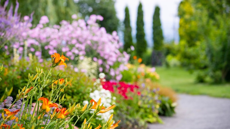 A garden with various flowers and tall trees.