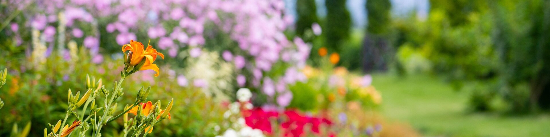 Un jardín con diversas flores y árboles altos.