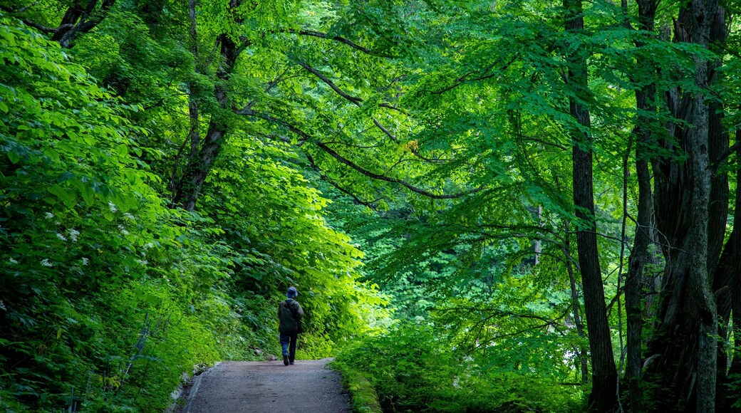 Tenninkyo Gorges featuring forest scenes and a garden as well as an individual male