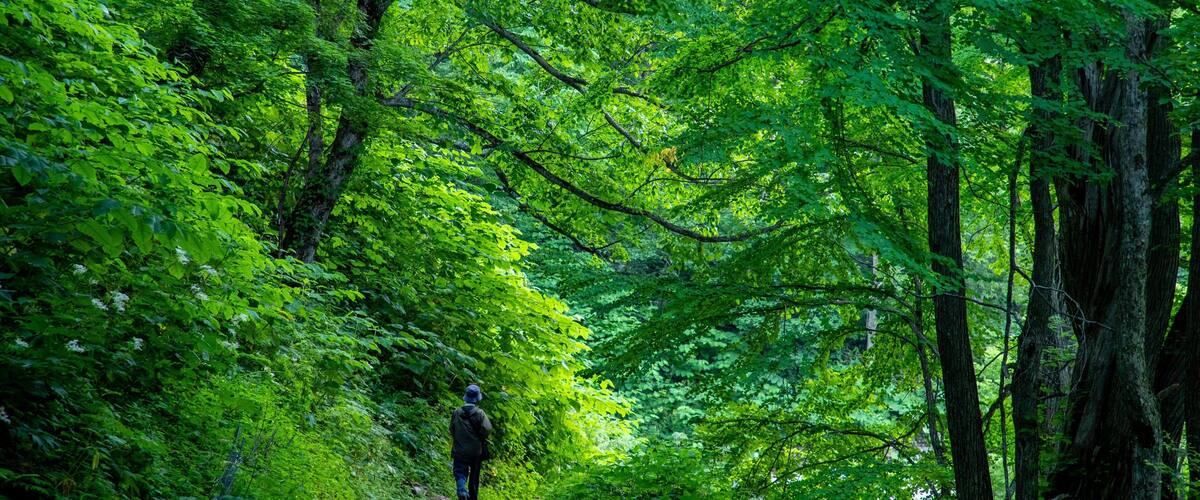 Tenninkyo Gorges featuring forest scenes and a garden as well as an individual male