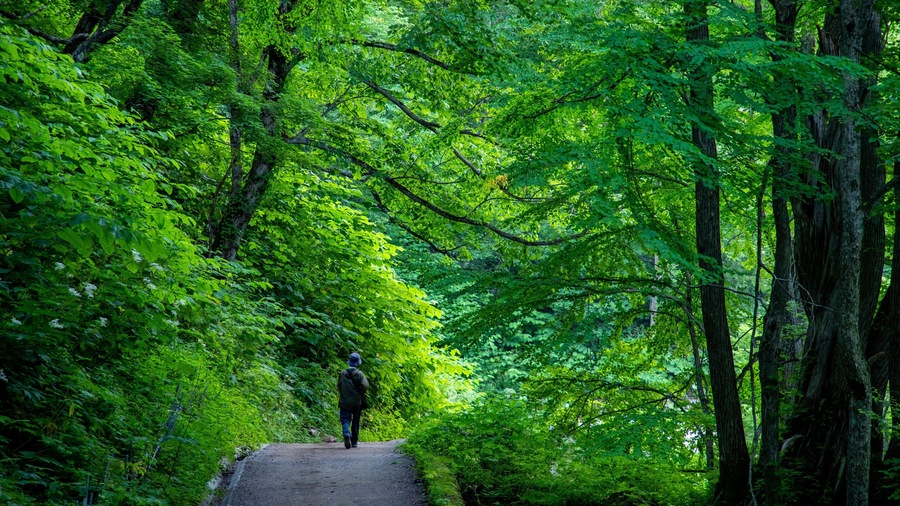 Tenninkyo Gorges featuring forest scenes and a garden as well as an individual male