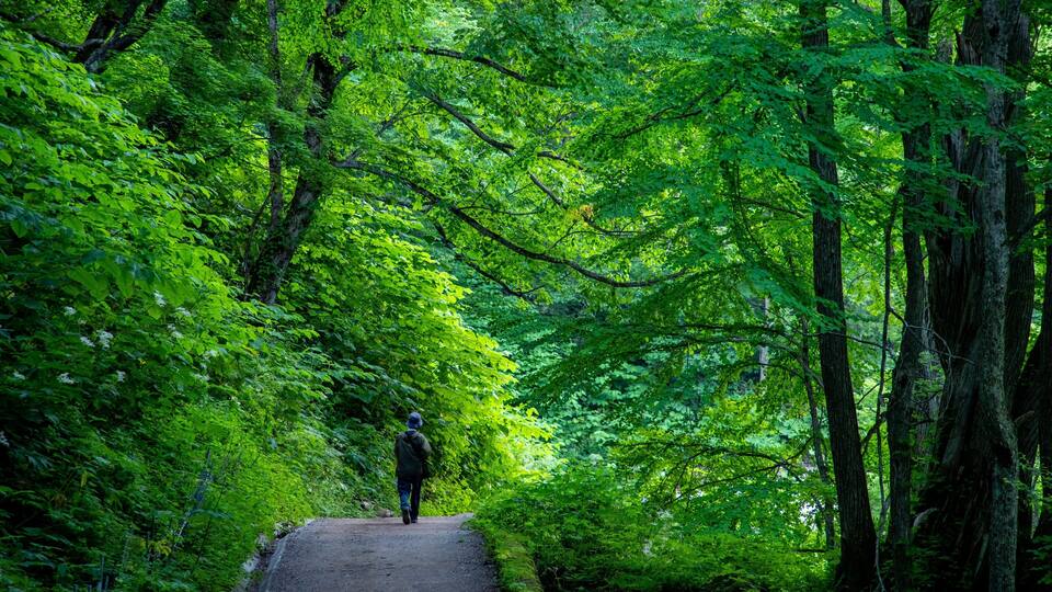 A forested path with dense green foliage and tall trees.