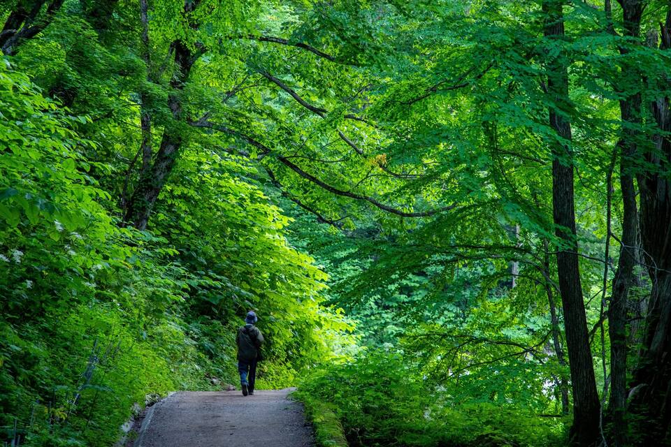 A forested path with dense green foliage and tall trees.