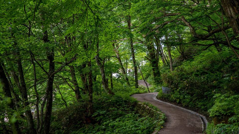 A winding forest path surrounded by dense green foliage.