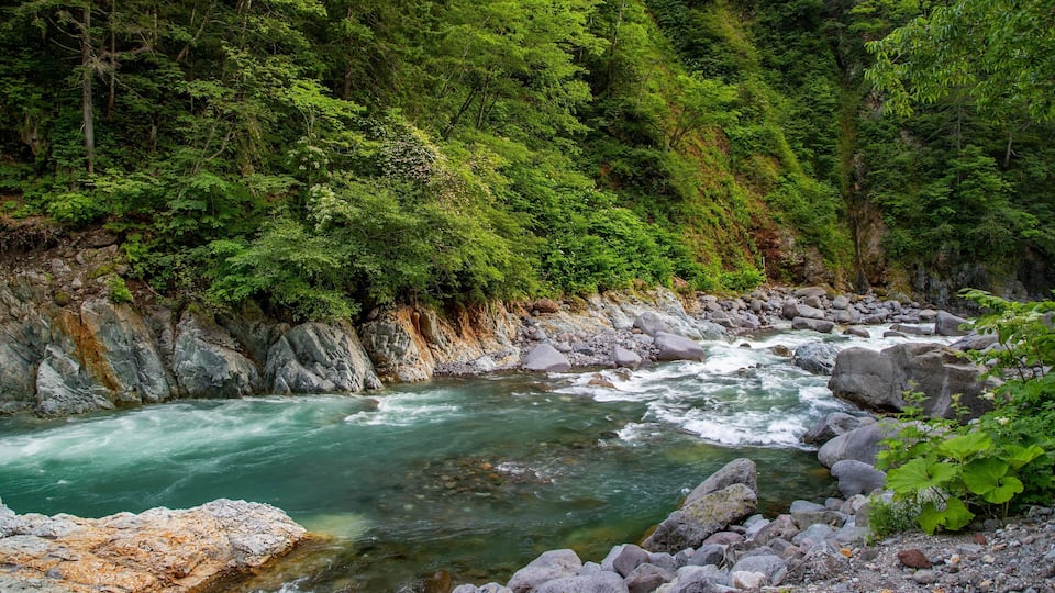 A river flowing through a rocky gorge surrounded by dense green forest.