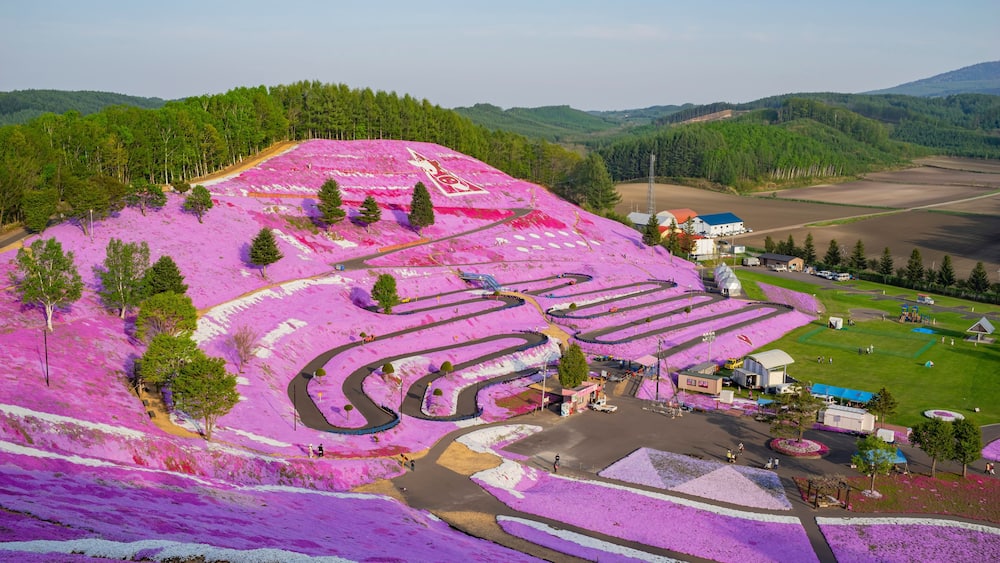 A purple flower-covered landscape with winding roads and a small building.