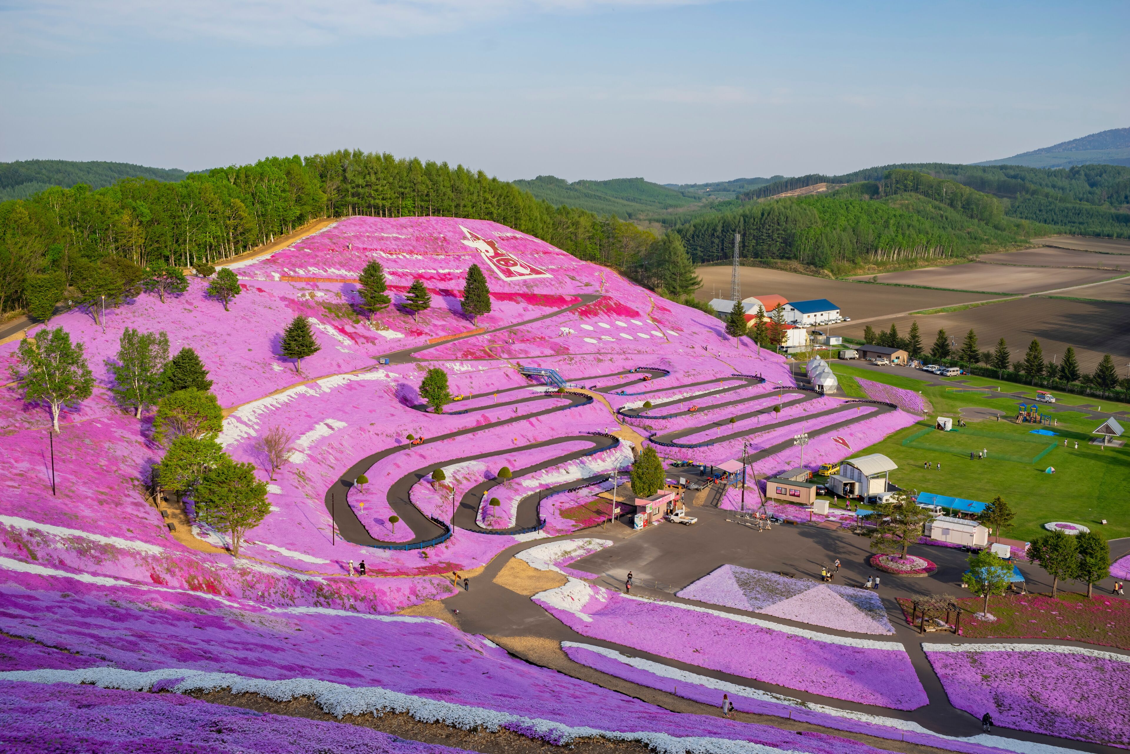 A purple flower-covered landscape with winding roads and a small building.
