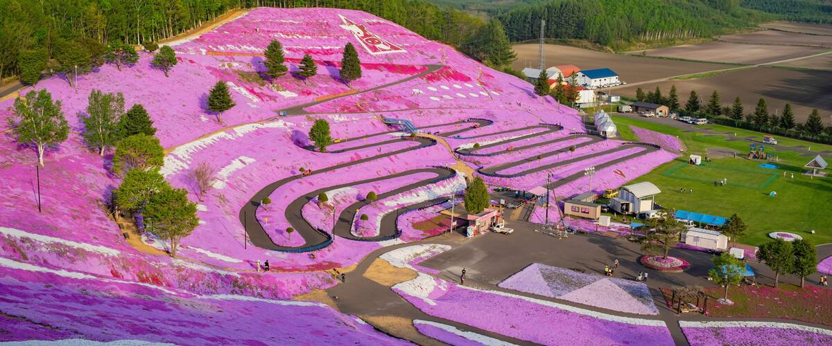 A purple flower-covered landscape with winding roads and a small building.