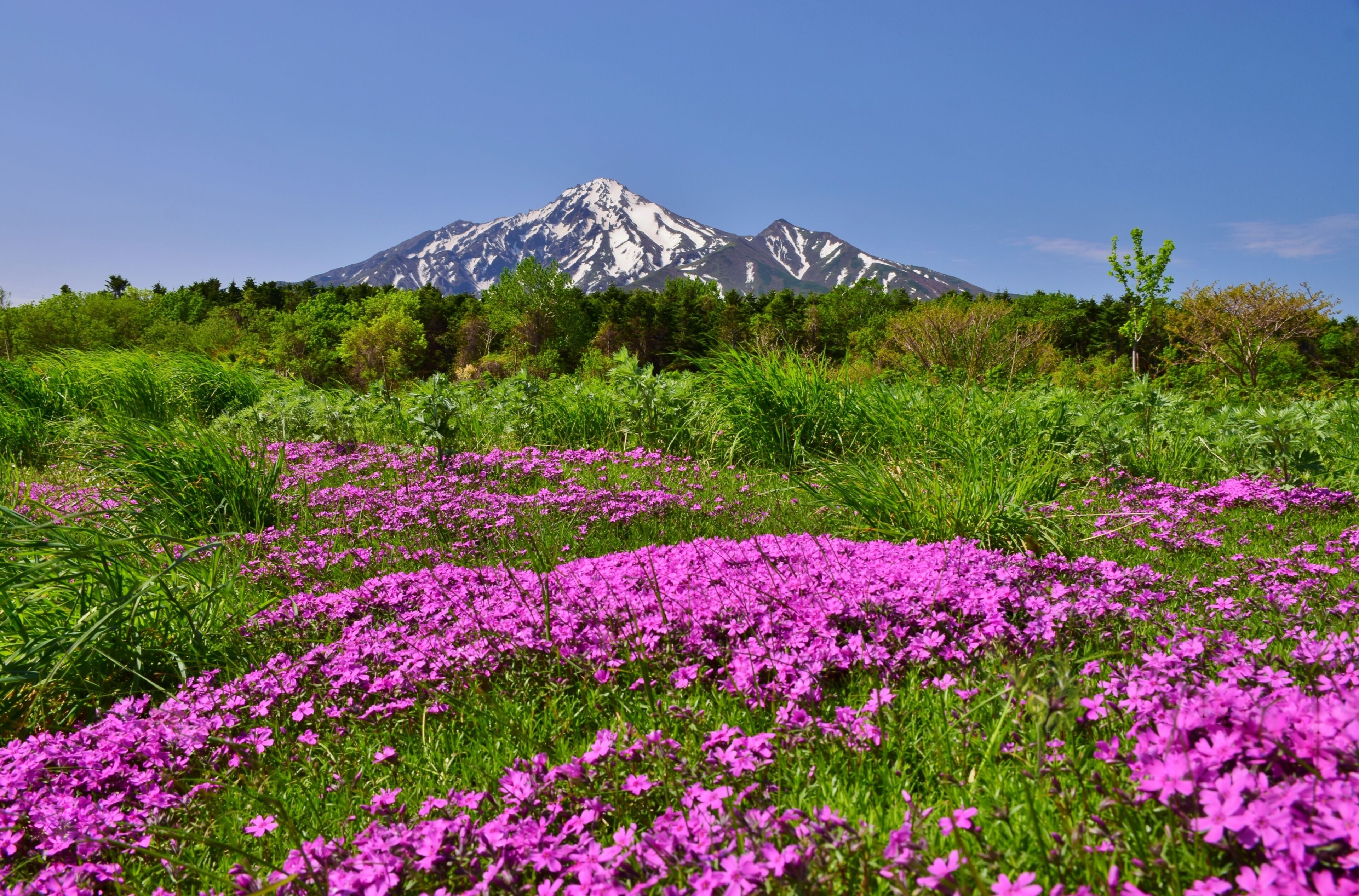 利尻山