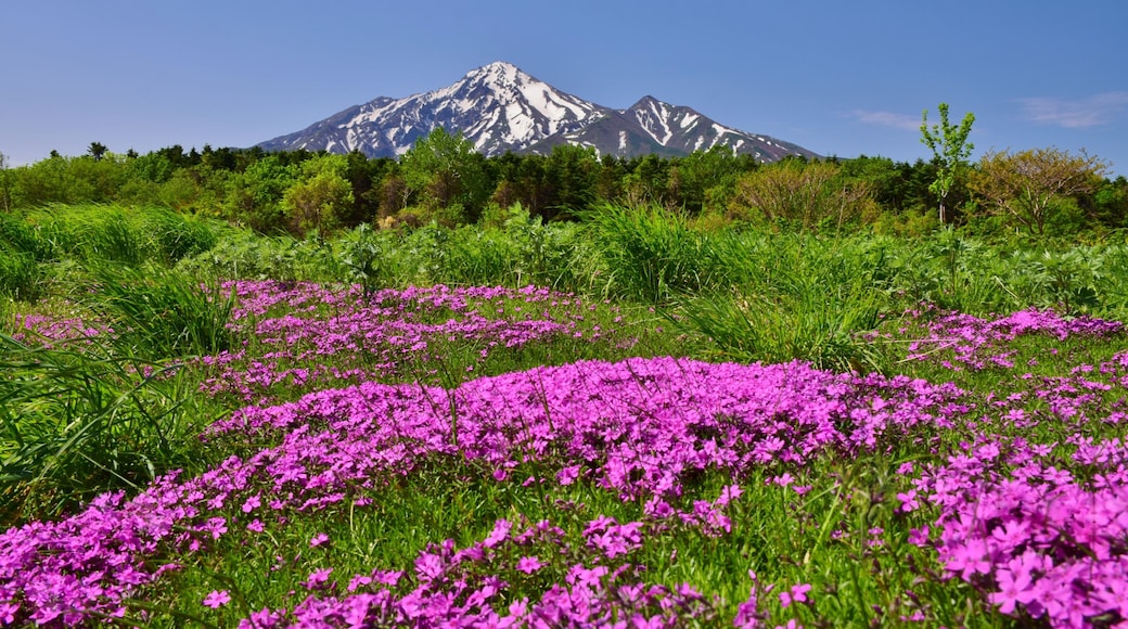 花咲き誇る 利尻島