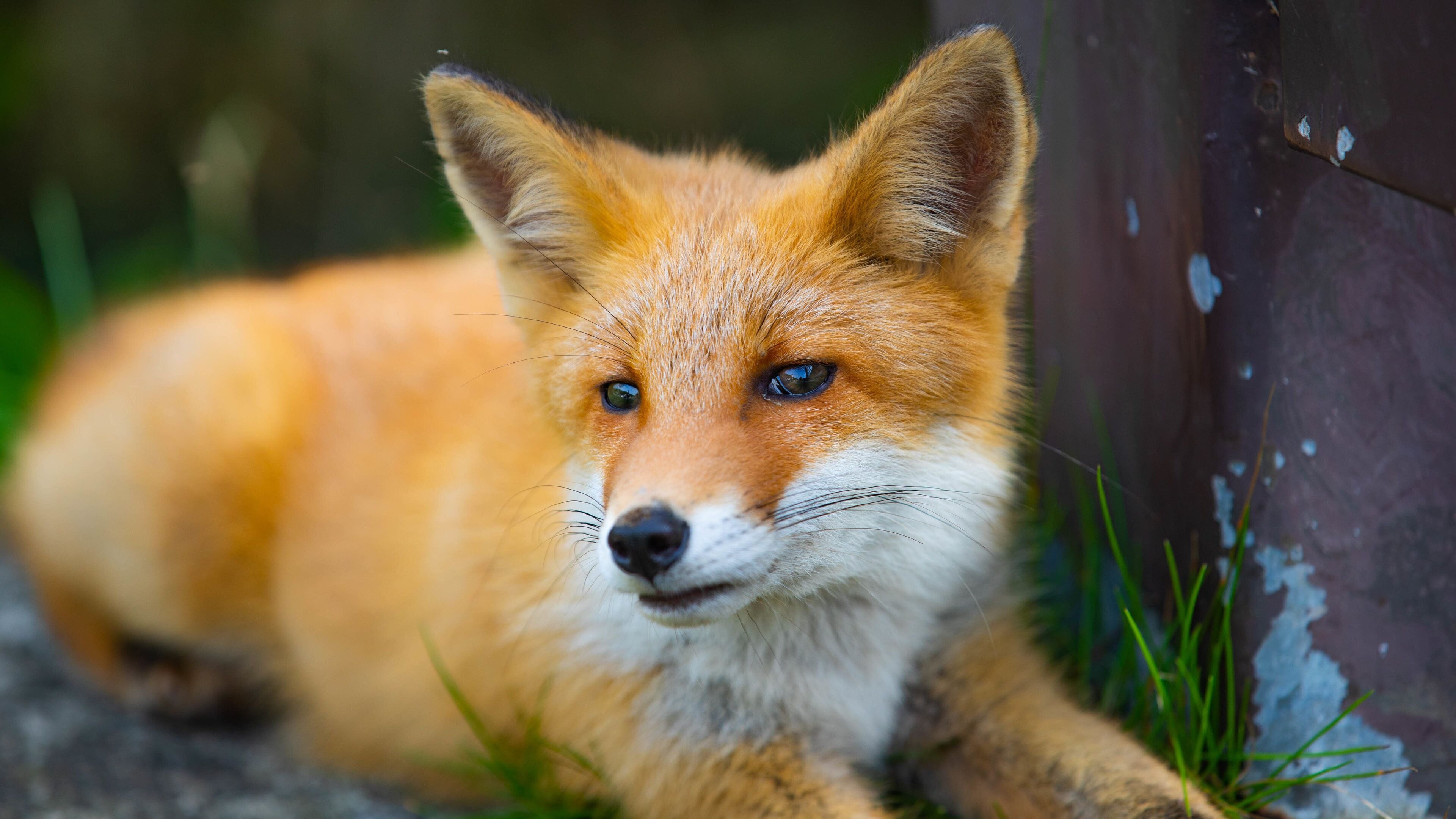 Cape Kamui featuring cuddly or friendly animals