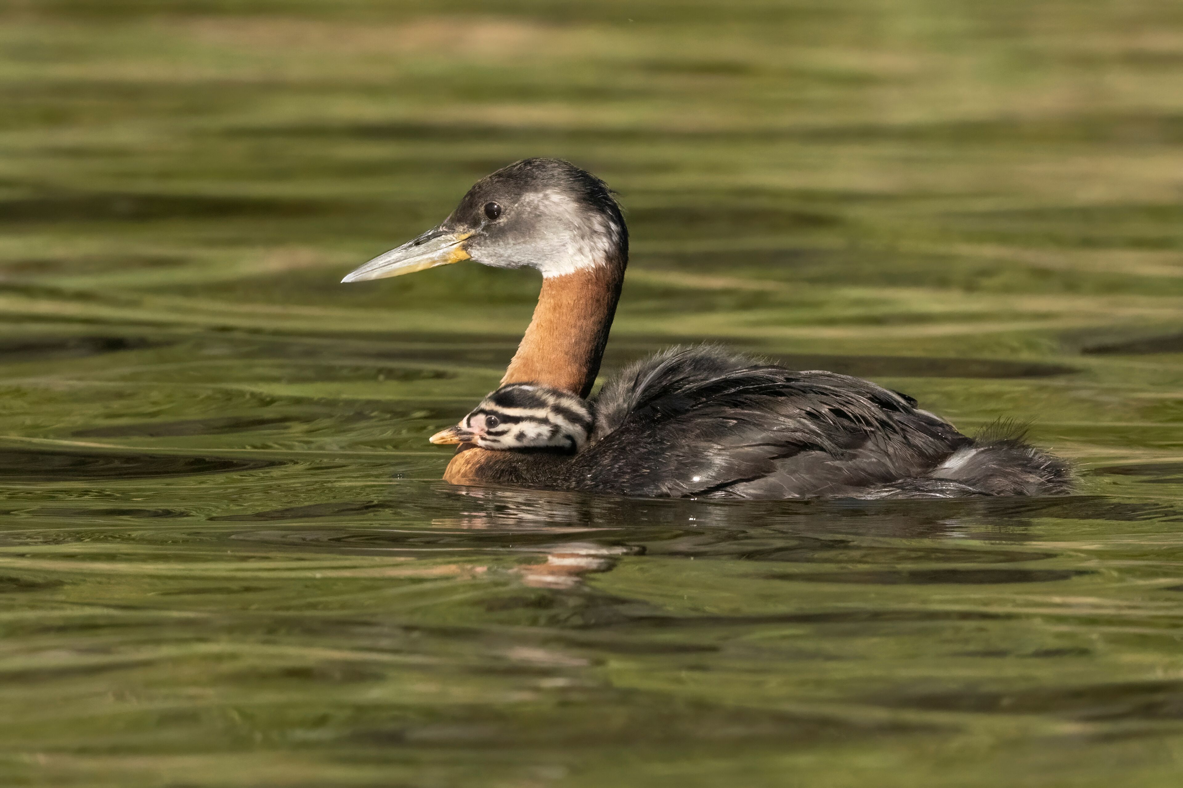 Close-up of a red throated grebe (Podiceps grisegena) swimming in lake with young chick riding on its back; Whitehorse, Yukon, Canada
