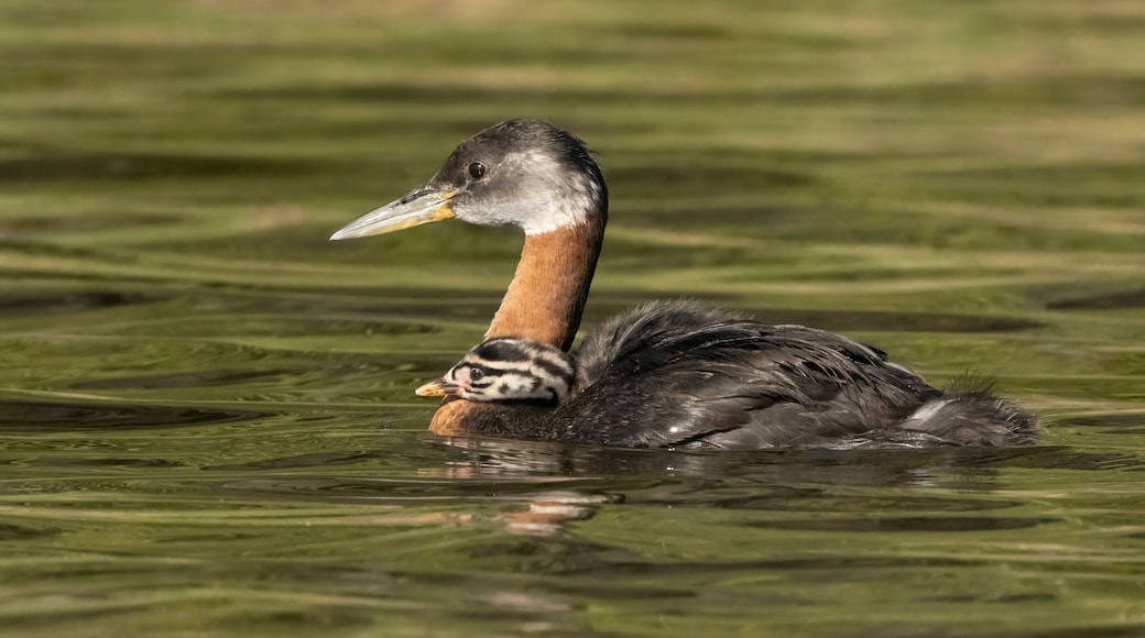 Yukon Wildlife Preserve