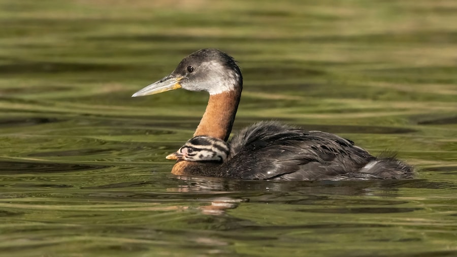 Yukon Wildlife Preserve