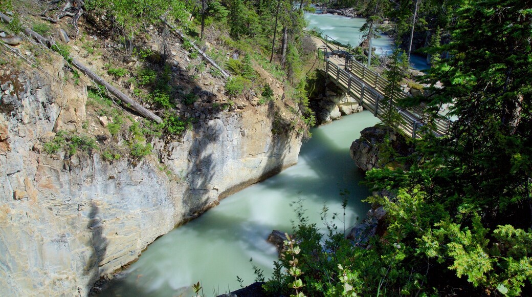 Kootenay National Park showing forests, a bridge and a river or creek