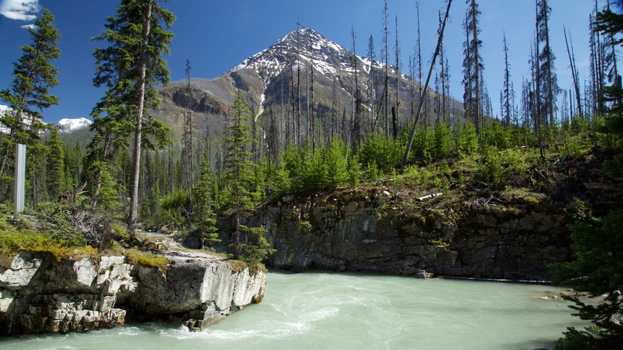A river flowing through a forest with a snow-capped mountain in the background.