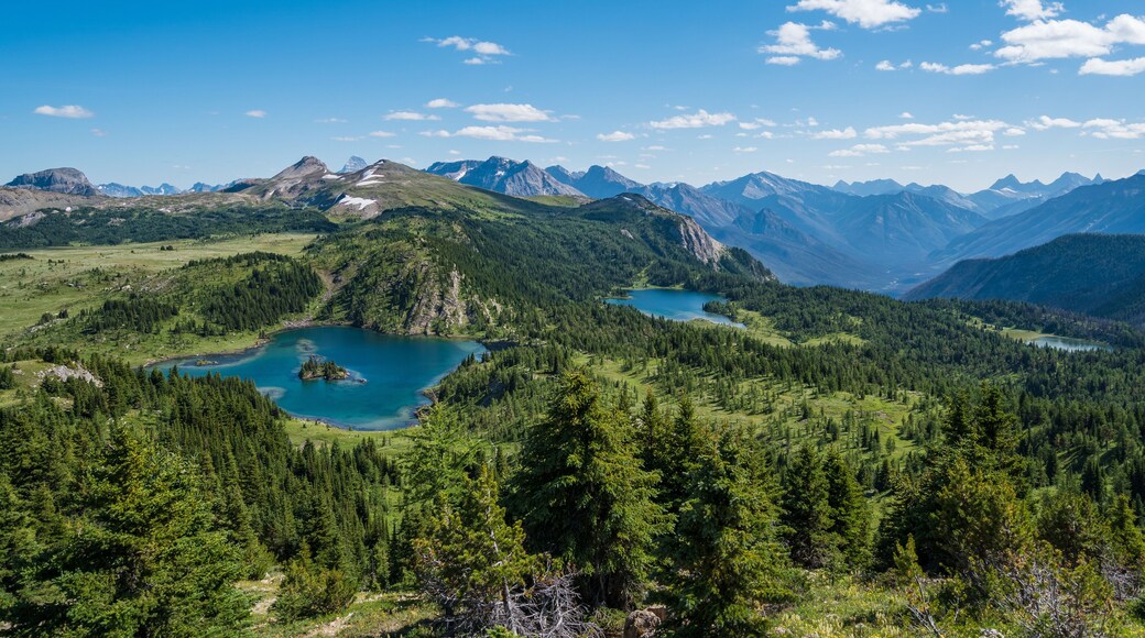 Sunshine Meadows