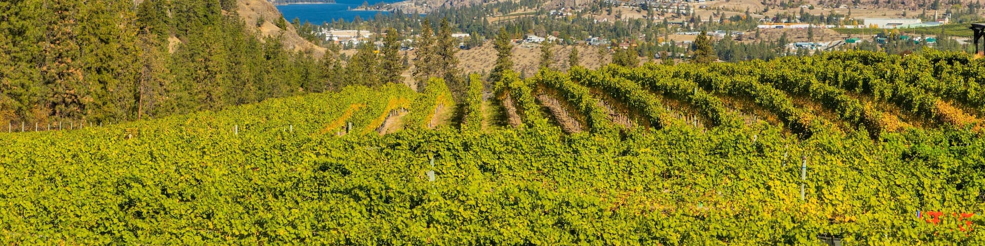 A vineyard with rows of grapevines, mountains, and a lake in the background.