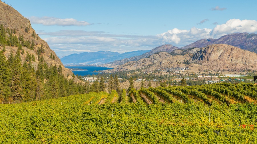 Viñedo con hileras de vides, montañas y un lago al fondo.
