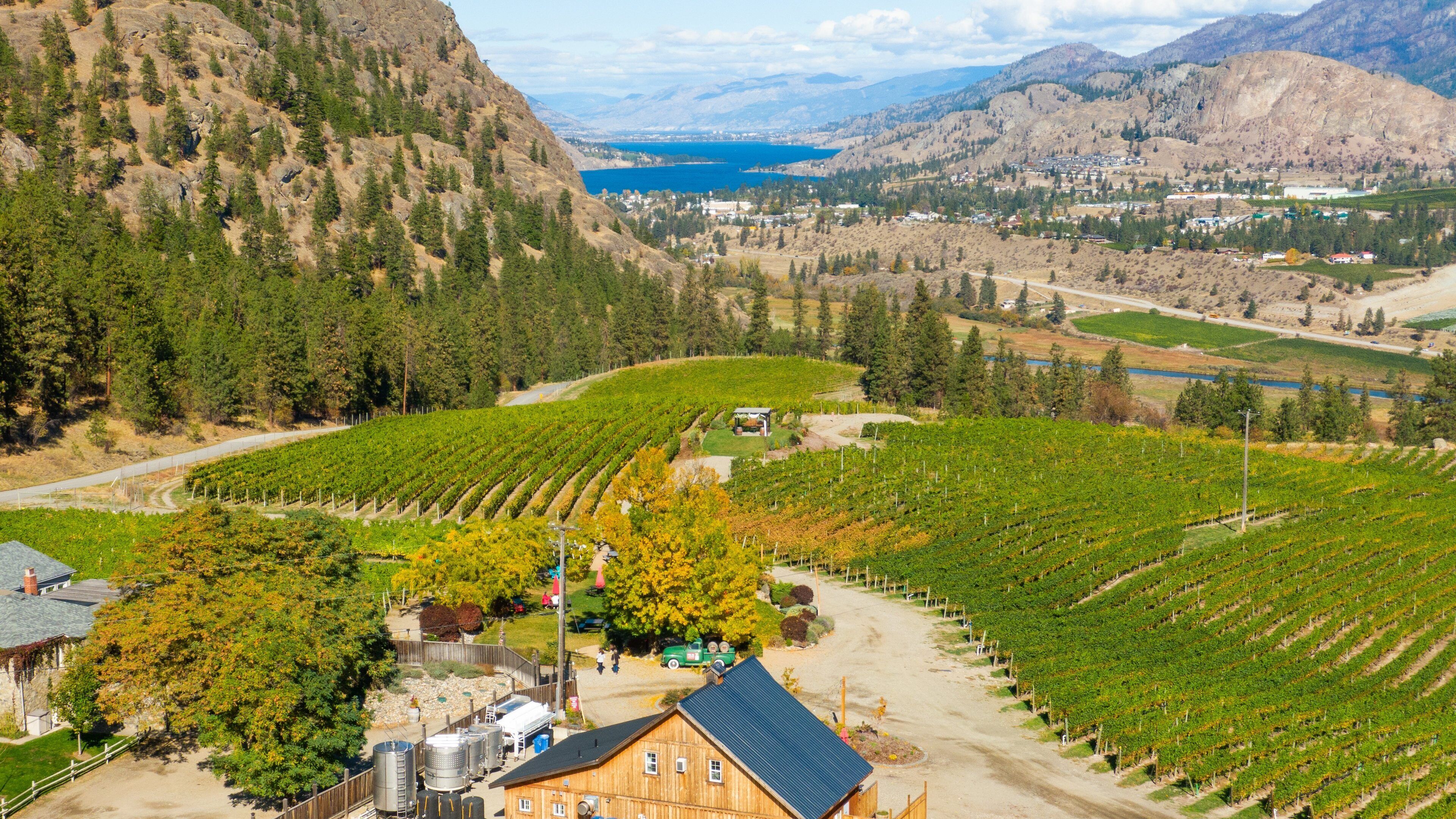 A vineyard with rows of grapevines, a wooden house, and a lake in the background.