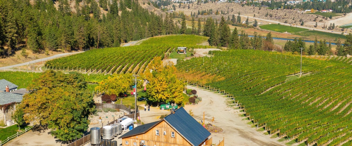 A vineyard with rows of grapevines, a wooden house, and a lake in the background.
