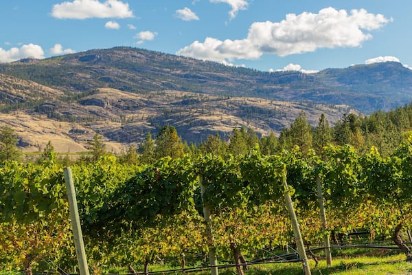 A vineyard with rows of grapevines in the foreground and a mountainous landscape in the background.