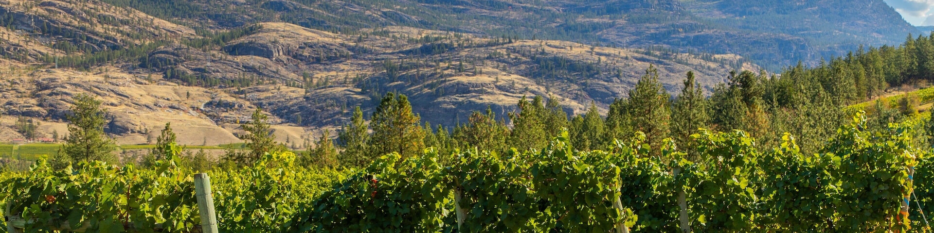 A vineyard with rows of grapevines in the foreground and a mountainous landscape in the background.