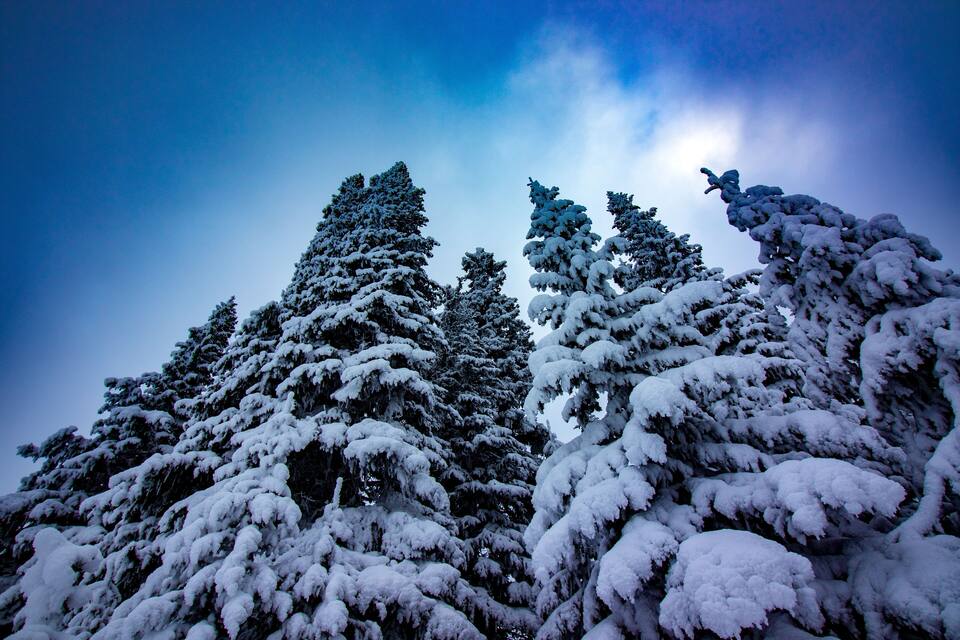 Un bosque de árboles de hoja perenne cubiertos de nieve bajo un cielo azul despejado.