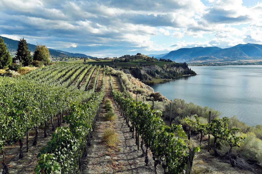 Organic vineyard located in Naramata near Penticton, British Columbia, Canada overlooking Okanagan Lake in the Okanagan Valley.