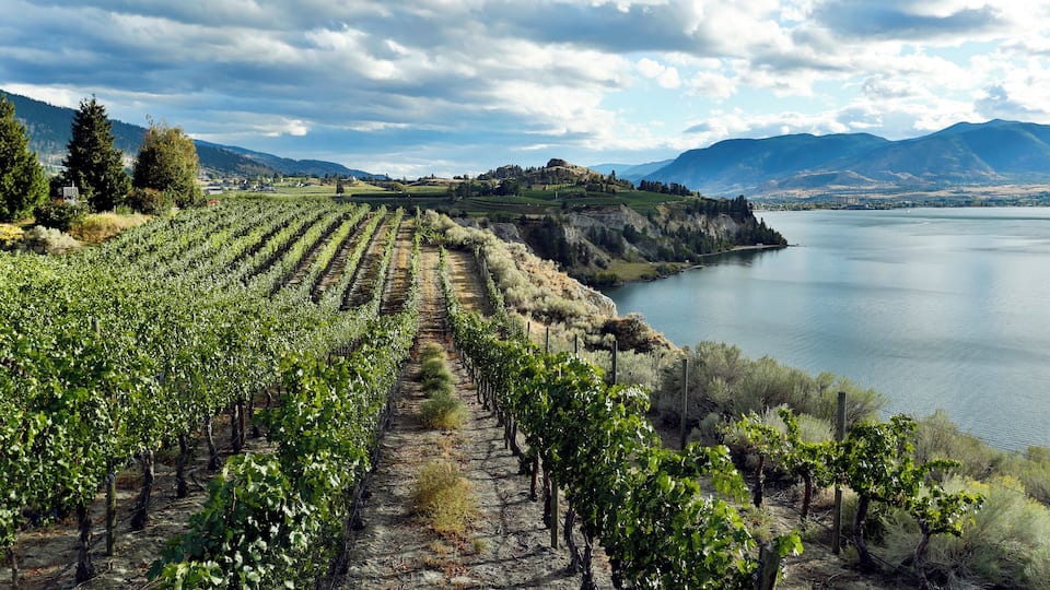 A vineyard with rows of grapevines beside a lake and mountains in the background.