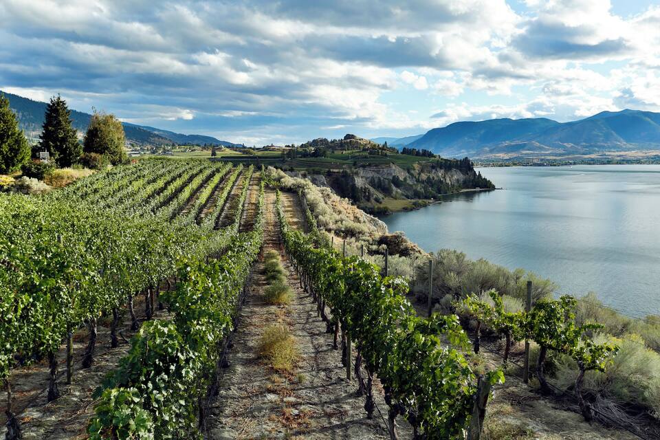 A vineyard with rows of grapevines beside a lake and mountains in the background.