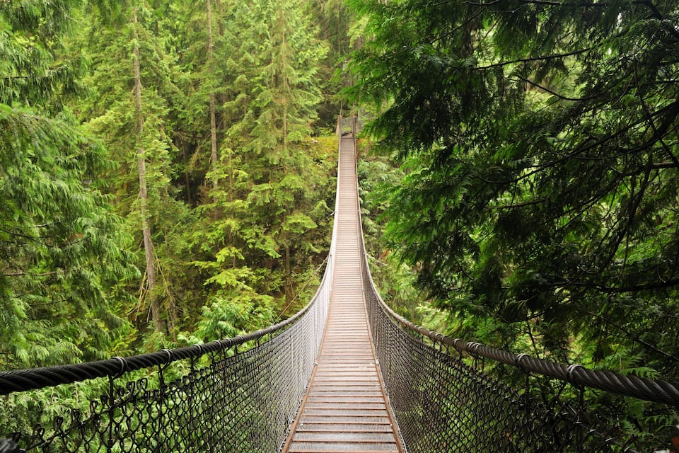 A suspension bridge surrounded by dense forest.