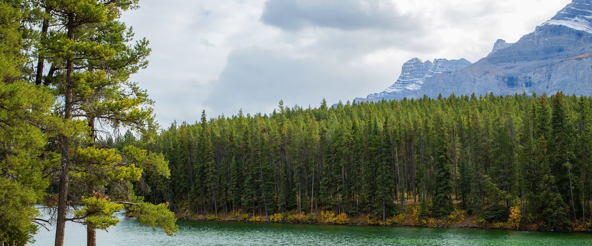 Minnewanka Loop / Lake Johnson which includes a river or creek, a garden and forests