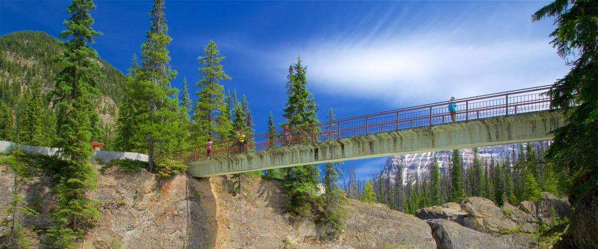 Yoho National Park showing a bridge and a river or creek
