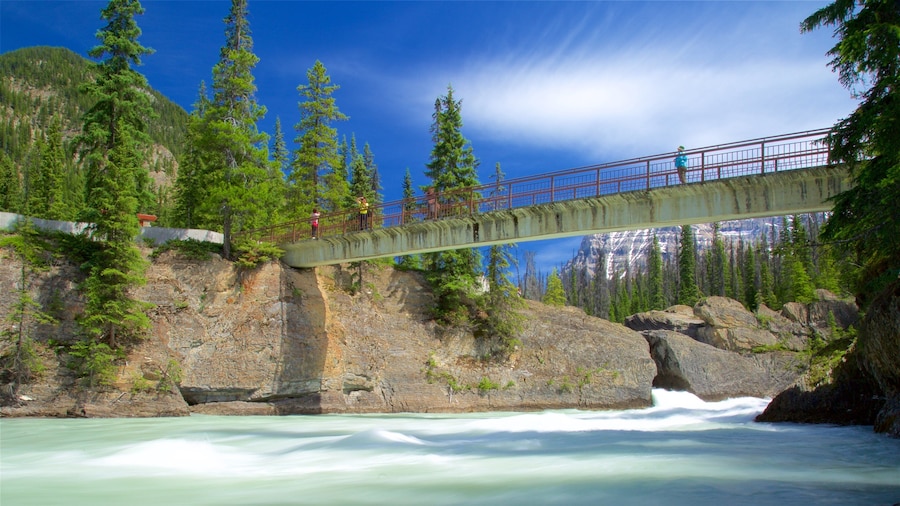Yoho National Park showing a bridge and a river or creek