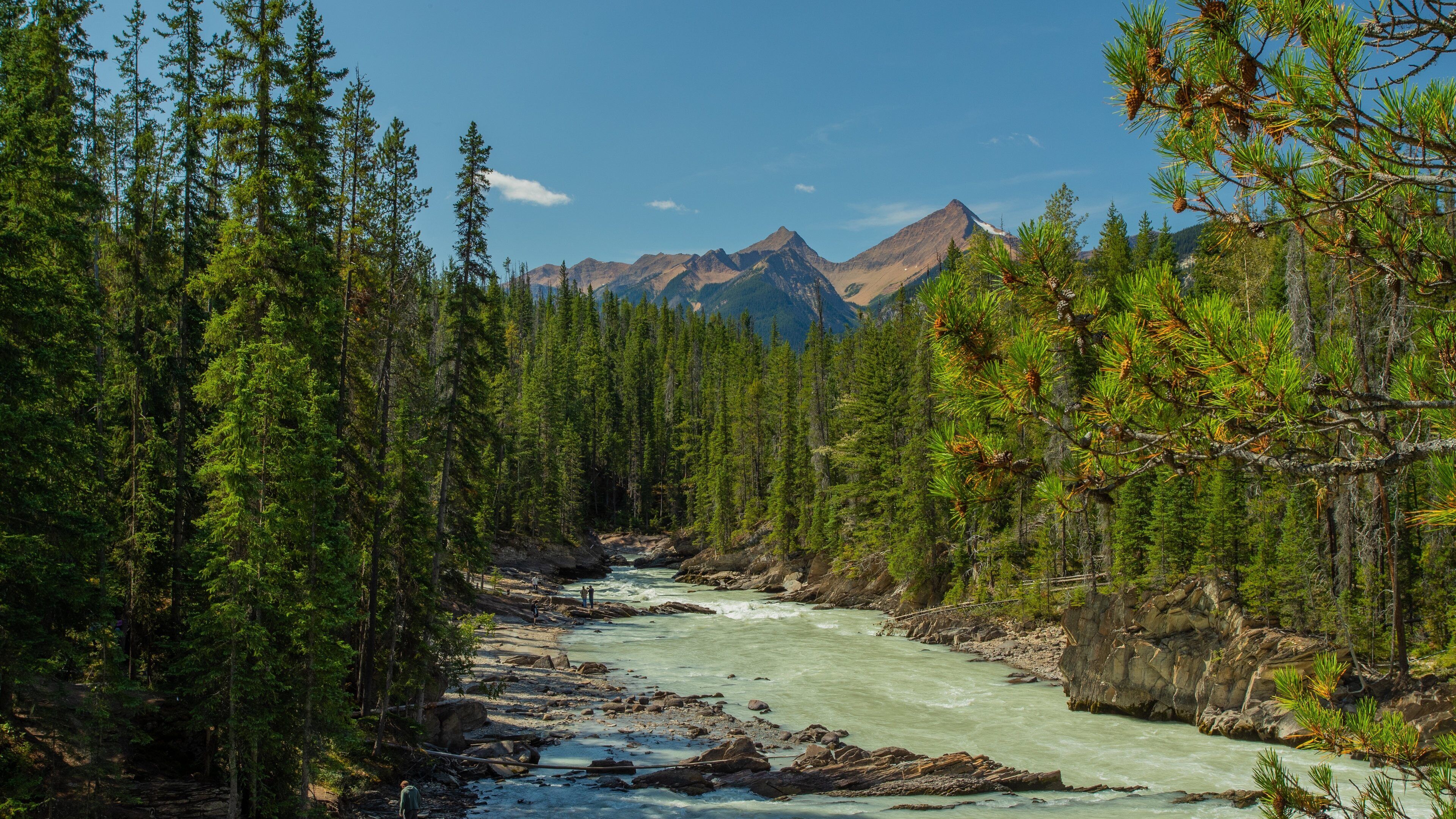 Natural Bridge which includes forests, rapids and a river or creek