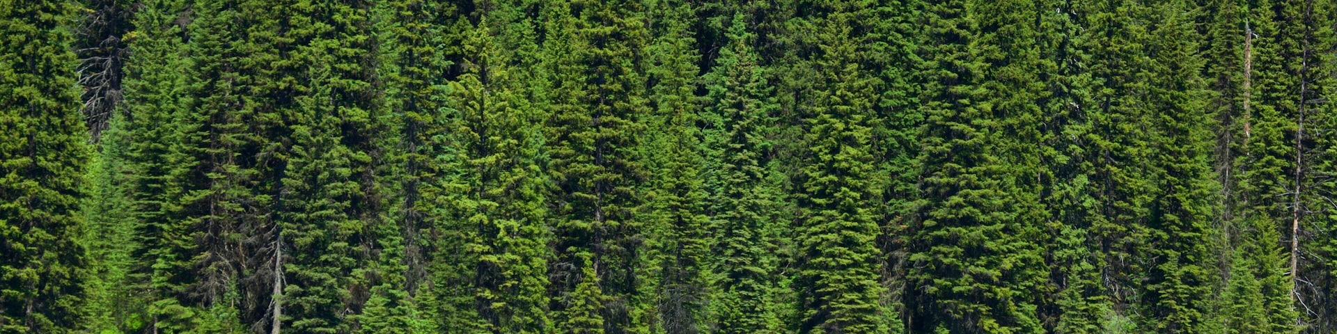 Yoho National Park showing forests, a lake or waterhole and kayaking or canoeing