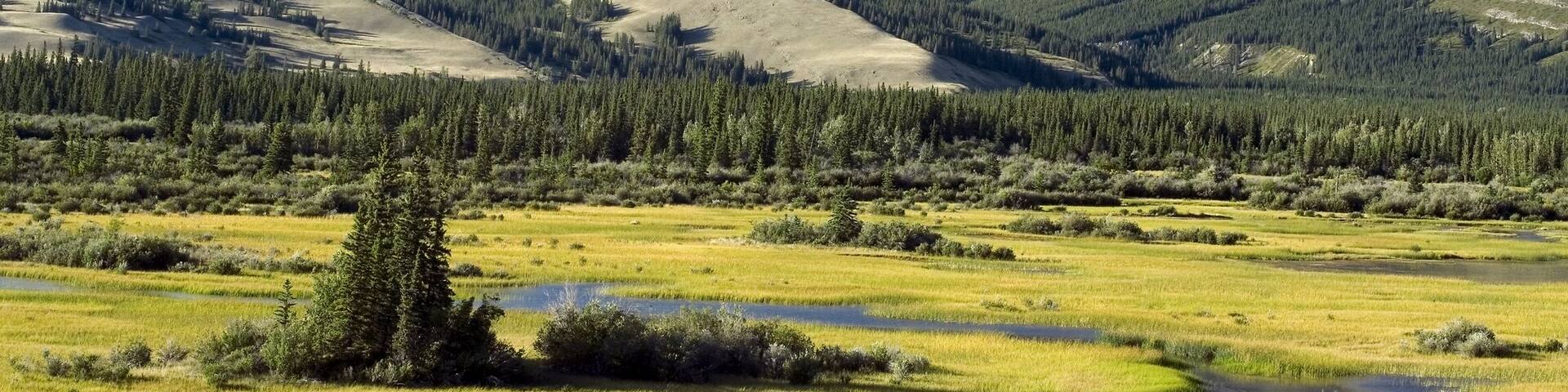 Montane wetlands Pocahontas Ponds along Athabasca River Athabasca Valley Jasper National Park Alberta Canada