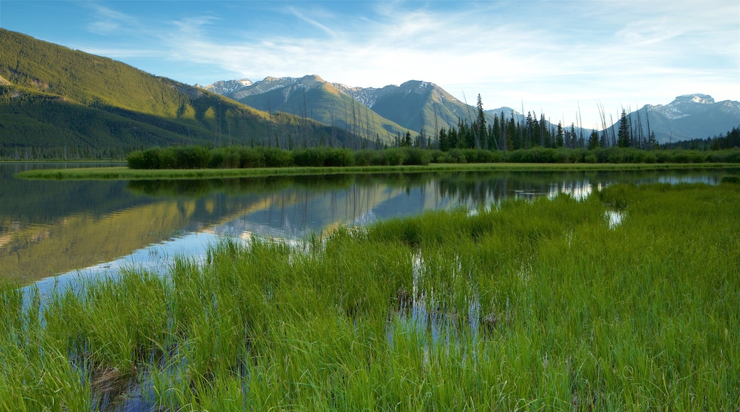 Banff showing wetlands, tranquil scenes and landscape views