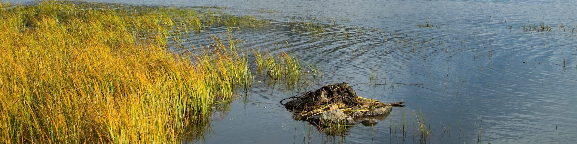 Vermilion Lakes showing a lake or waterhole, mountains and mist or fog
