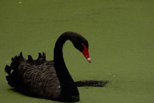 When swans become this regal ! Love the colours at twin valley zoo !!!