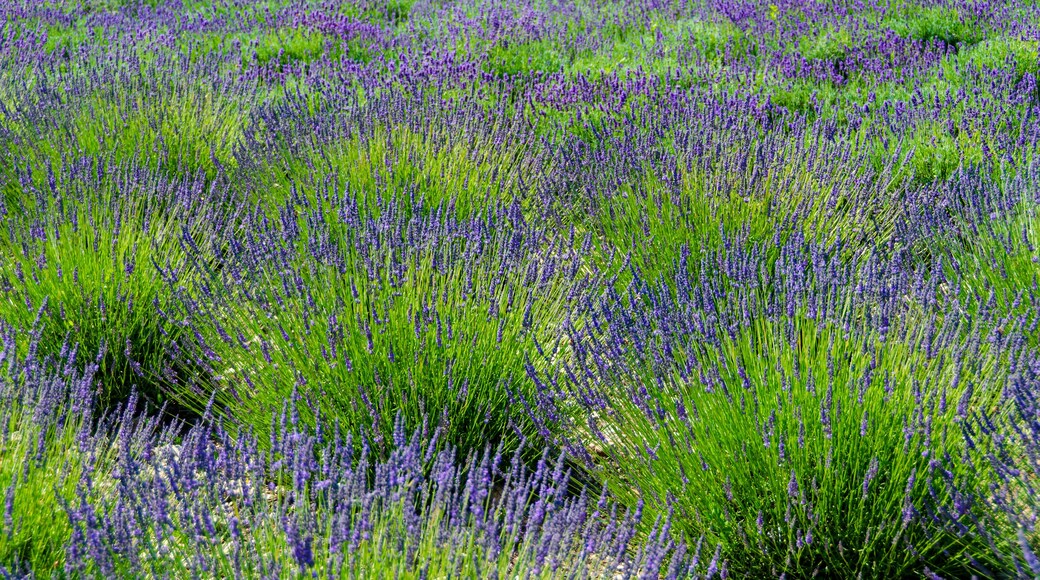 granja de lavanda del comtat de Prince Edward