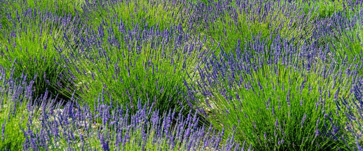field of lavendar