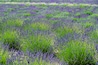 Prince Edward County Lavender