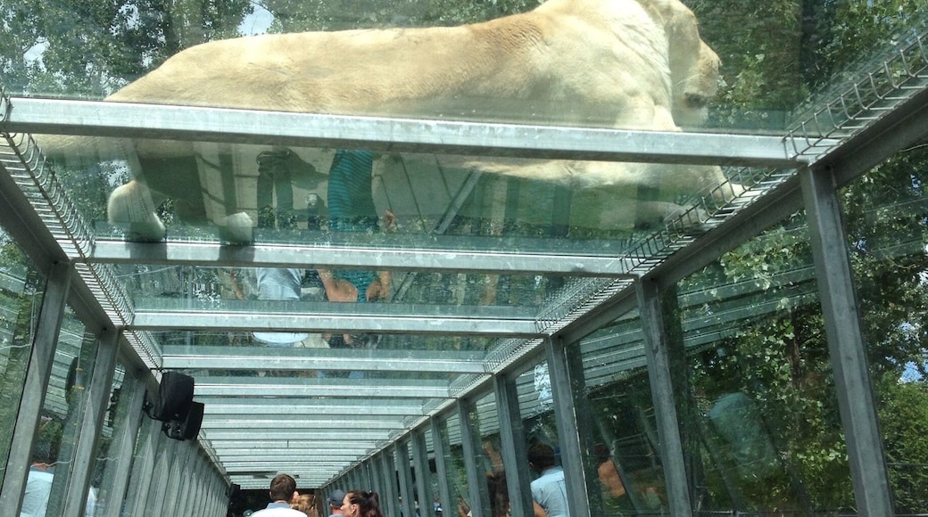 Safari Park; where you can go on a safari with your own car & see/feed/touch animals from all over the world. There is a small waterpark on the site too.
Picture; White lions
#weekendgetaway