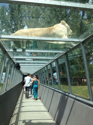 Safari Park; where you can go on a safari with your own car & see/feed/touch animals from all over the world. There is a small waterpark on the site too.
Picture; White lions
#weekendgetaway
