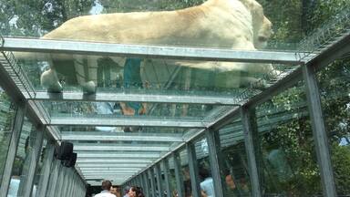 Safari Park; where you can go on a safari with your own car & see/feed/touch animals from all over the world. There is a small waterpark on the site too.
Picture; White lions
#weekendgetaway